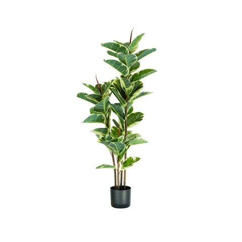 Gummibaum aus Polyethylen mit 54 Blättern und Topf mit Moos 145cm