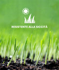 Schnelle Keimung des dürrebeständigen regenerierenden Rasensamens, ideal für trockenes Klima und aride Bereiche im Garten