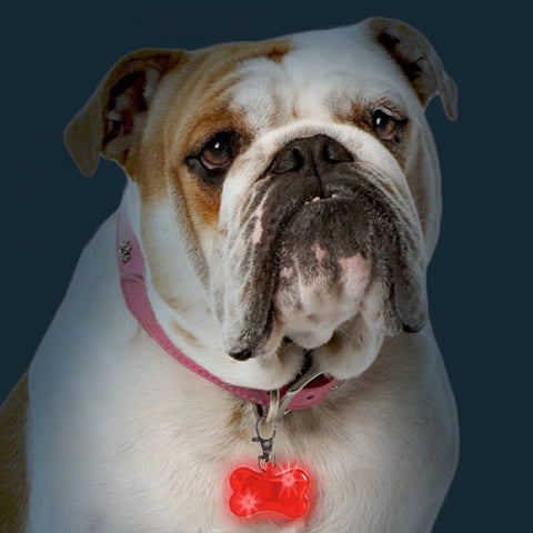 bild-6-im-fernsehen-gesehen-led-marke-für-hundehalsband-ean-4029811310548